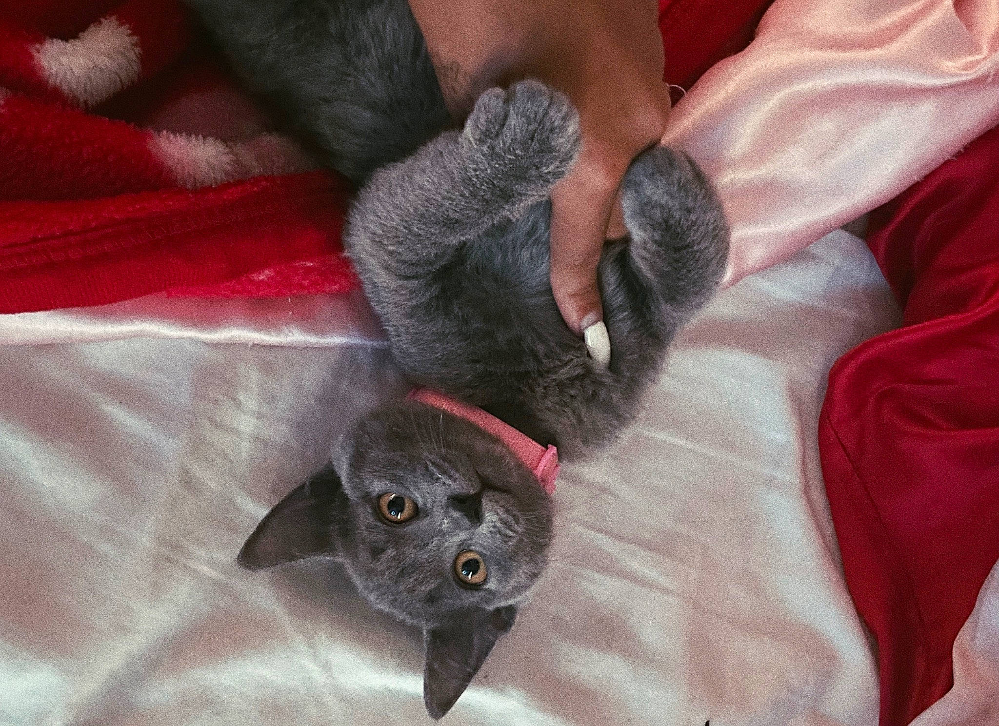 Umi is registered to the contest to win money with this photo: black_cat, carmine, carnivore, cat, cat_supply, claw, comfort, dog_breed, domestic_short_haired_cat, ear, fawn, felidae, fur, grey, nail, paw, russian_blue, small_to_medium_sized_cats, tail, whiskers