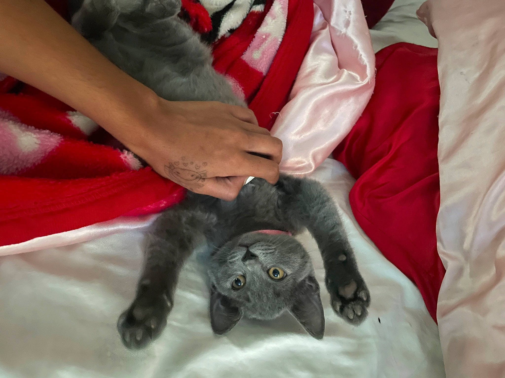 Umi is registered to the contest to win money with this photo: canidae, carmine, carnivore, cat, claw, comfort, dog_breed, domestic_short_haired_cat, felidae, fur, gesture, human_leg, linens, nail, paw, small_to_medium_sized_cats, sporting_group, tail, whiskers, wrist