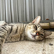 Philip joined the competition — help win amazing prizes! cat, tabby_cat, feline, close_up, face, whiskers, ear, nose, lying_down, relaxed, sleepy, concrete, porch, outdoor, building_siding, wood_plank, green_leaf, striped_fur, texture, ground