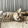 cat, tabby_cat, feline, close_up, face, whiskers, ear, nose, lying_down, relaxed, sleepy, concrete, porch, outdoor, building_siding, wood_plank, green_leaf, striped_fur, texture, ground