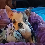 Lucy is registered to the contest to win money with this photo: animal, bed, blanket, blue, canine, comfort, cozy, cute, dog, ears, eyes, face, fur, indoor, pet, puppy, purple, resting, snout, striped_fabric