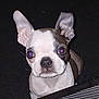 animal, black_background, boston_terrier, canine, close_up, cute, dog, ears, eyes, face, indoor, looking_up, pet, portrait, puppy, small_dog, snout, whiskers, white_and_black_fur, young