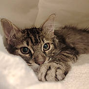 Agrid a rejoint le concours — aidez-le/la à gagner de superbes lots ! kitten, tabby, cat, pet, closeup, whiskers, paw, fur, eyes, cute, cozy, blanket, indoor, resting, young, animal, mammal, soft, sleepy, curious