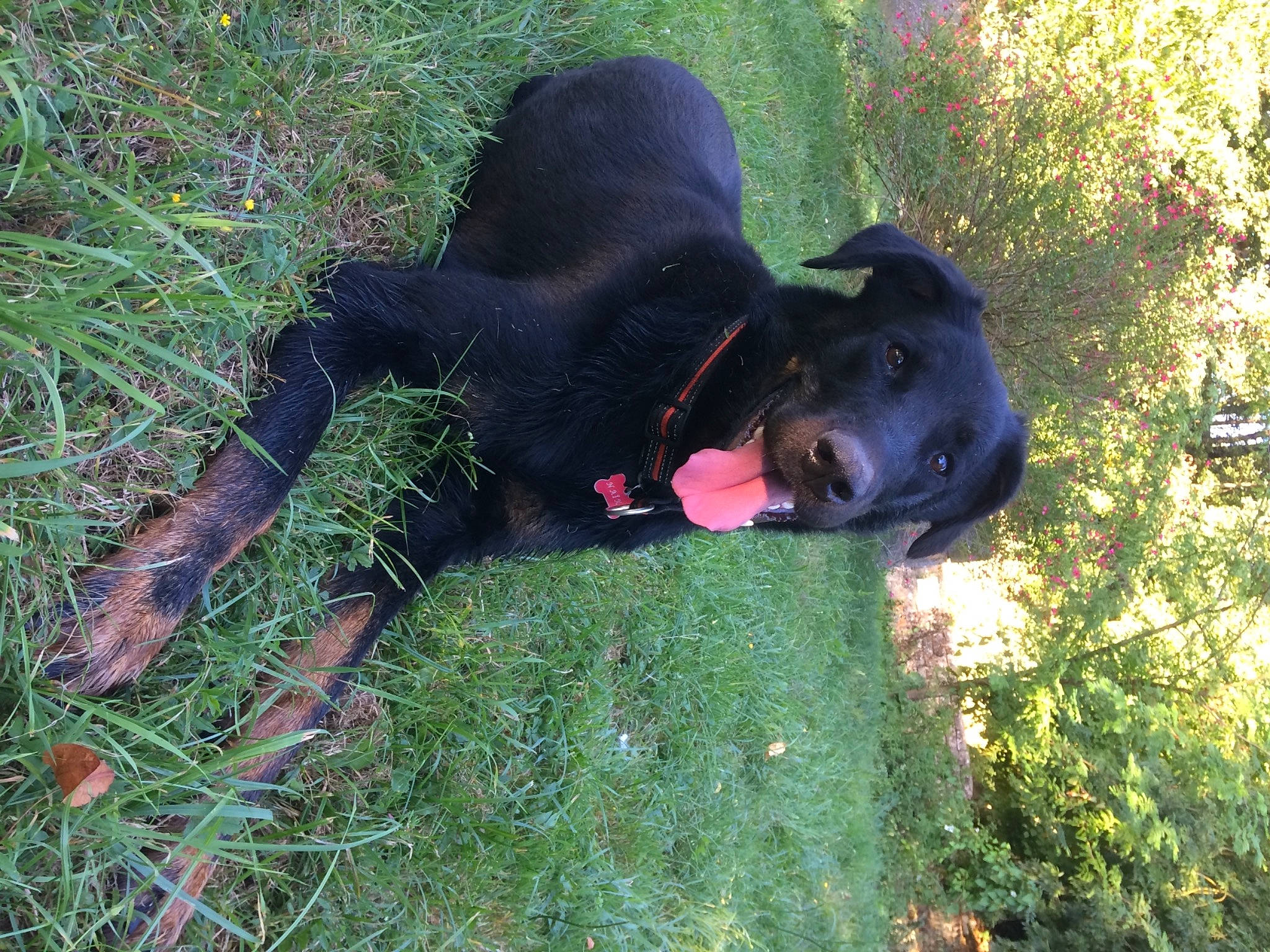 Naïka a rejoint le concours — aidez-le/la à gagner de superbes lots ! art, borador, carnivore, companion_dog, dog, dog_breed, fawn, grass, groundcover, guard_dog, hat, liver, personal_protective_equipment, plant, sporting_group, tail, terrestrial_animal, tree, working_animal, working_dog