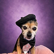 Queenie participe au concours pour gagner de l'argent avec cette photo : dog, beret, bow_tie, tuxedo, pet, portrait, purple_background, pink_cushion, small_dog, cute, costume, fashion, animal, indoor, studio, looking_at_camera, furry, adorable, sitting, face