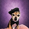 dog, beret, bow_tie, tuxedo, pet, portrait, purple_background, pink_cushion, small_dog, cute, costume, fashion, animal, indoor, studio, looking_at_camera, furry, adorable, sitting, face