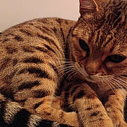 Osiris a rejoint le concours — aidez-le/la à gagner de superbes lots ! cat, tabby_cat, animal, pet, fur, close_up, whiskers, sleeping, resting, domestic_cat, striped, mammal, cute, feline, indoor, paw, relaxed, calm, soft_lighting, portrait