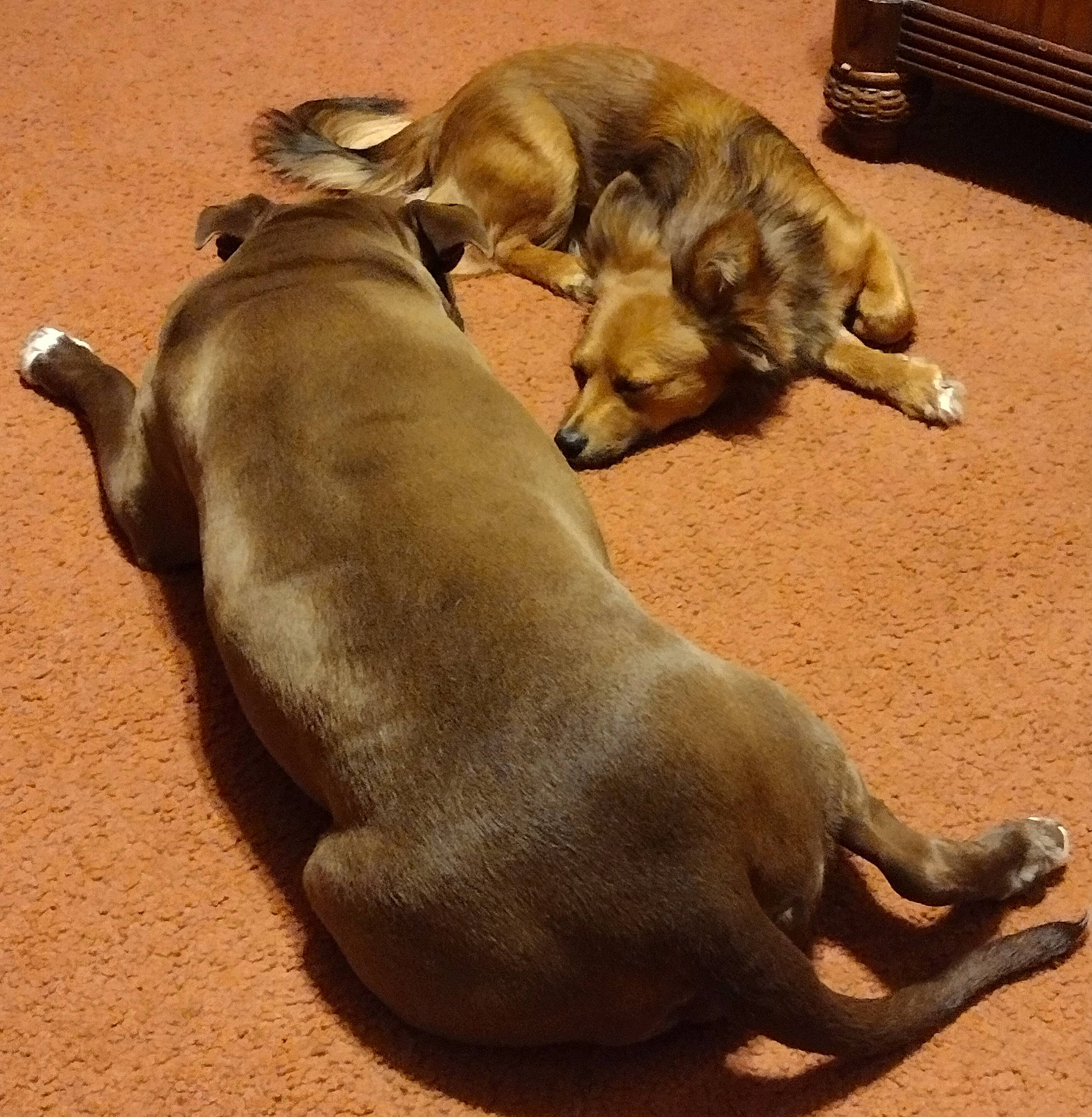 French Fry joined the competition — help win amazing prizes! california_sea_lion, canidae, carnivore, comfort, dog_breed, fawn, felidae, fur, fur_seal, herd, marine_mammal, paw, seal, snout, steller_sea_lion, tail, terrestrial_animal, whiskers, wildlife, working_animal