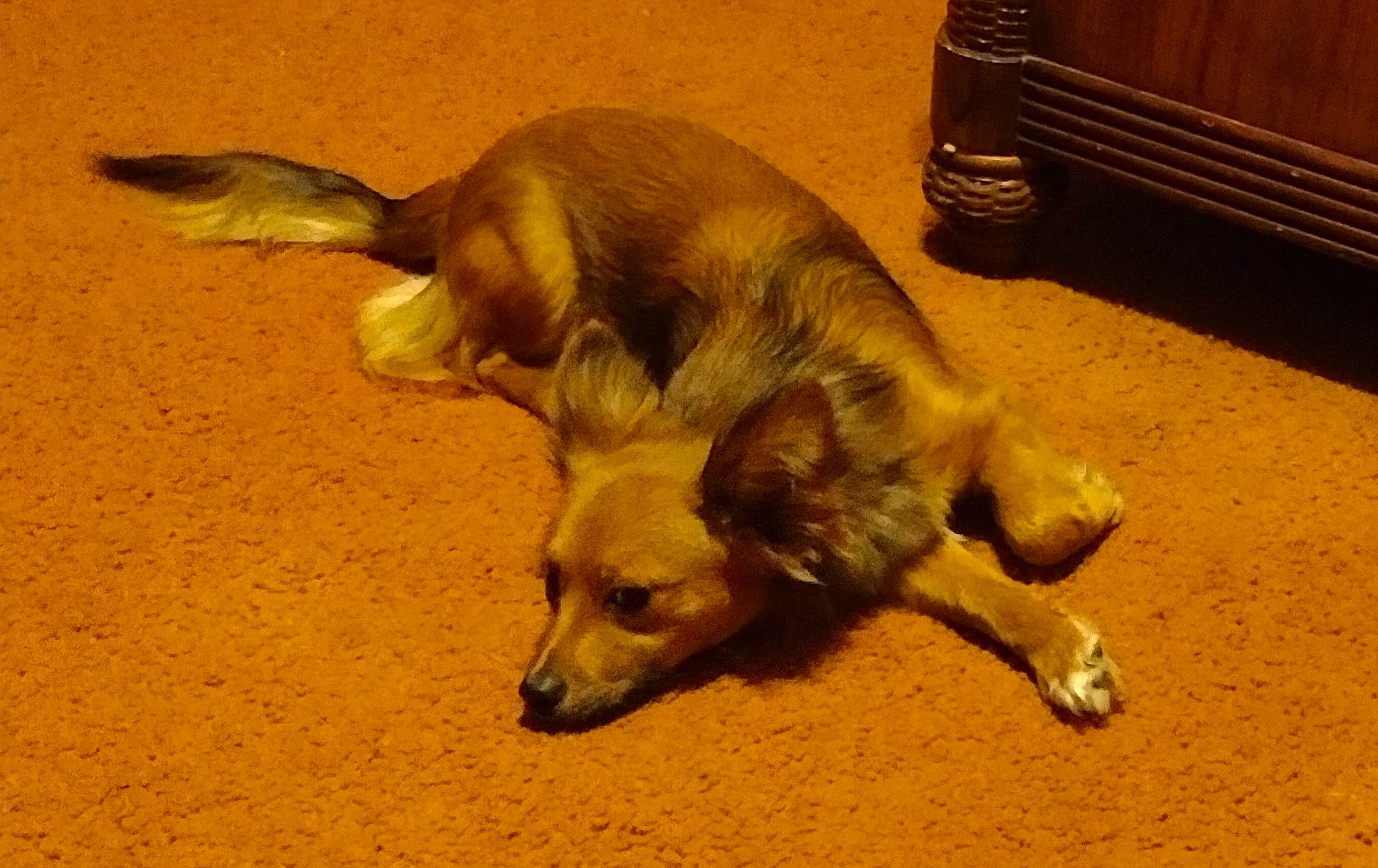 French Fry joined the competition — help win amazing prizes! carnivore, companion_dog, dog, dog_breed, fawn, flooring, fur, liver, mammal, paw, street_dog, tail, terrestrial_animal, wood