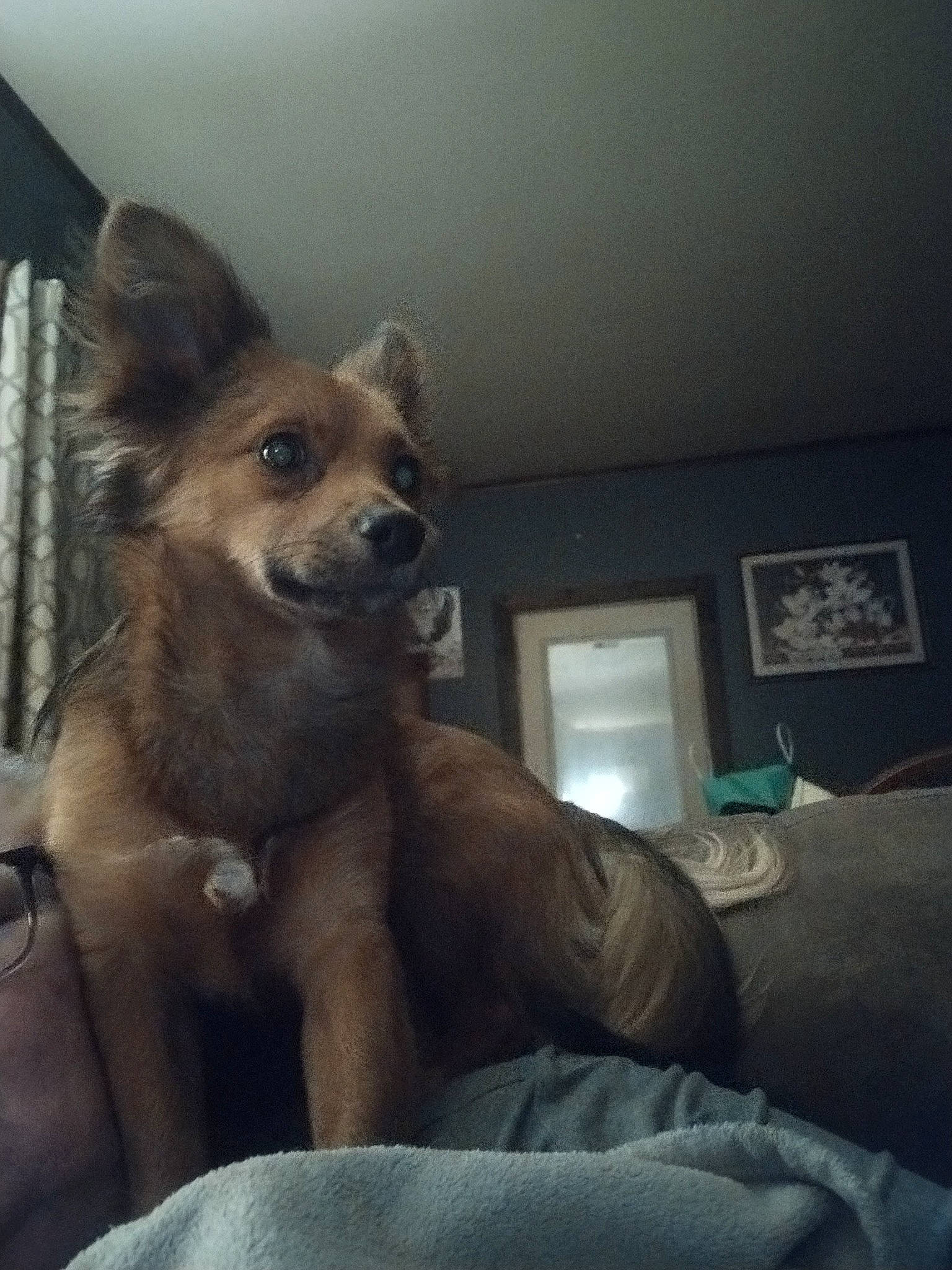 French Fry joined the competition — help win amazing prizes! canidae, carnivore, comfort, companion_dog, dog, dog_breed, dog_supply, fawn, fur, german_spitz, liver, snout, spitz, sporting_group, tail, terrestrial_animal, toy_dog, whiskers, window, working_animal