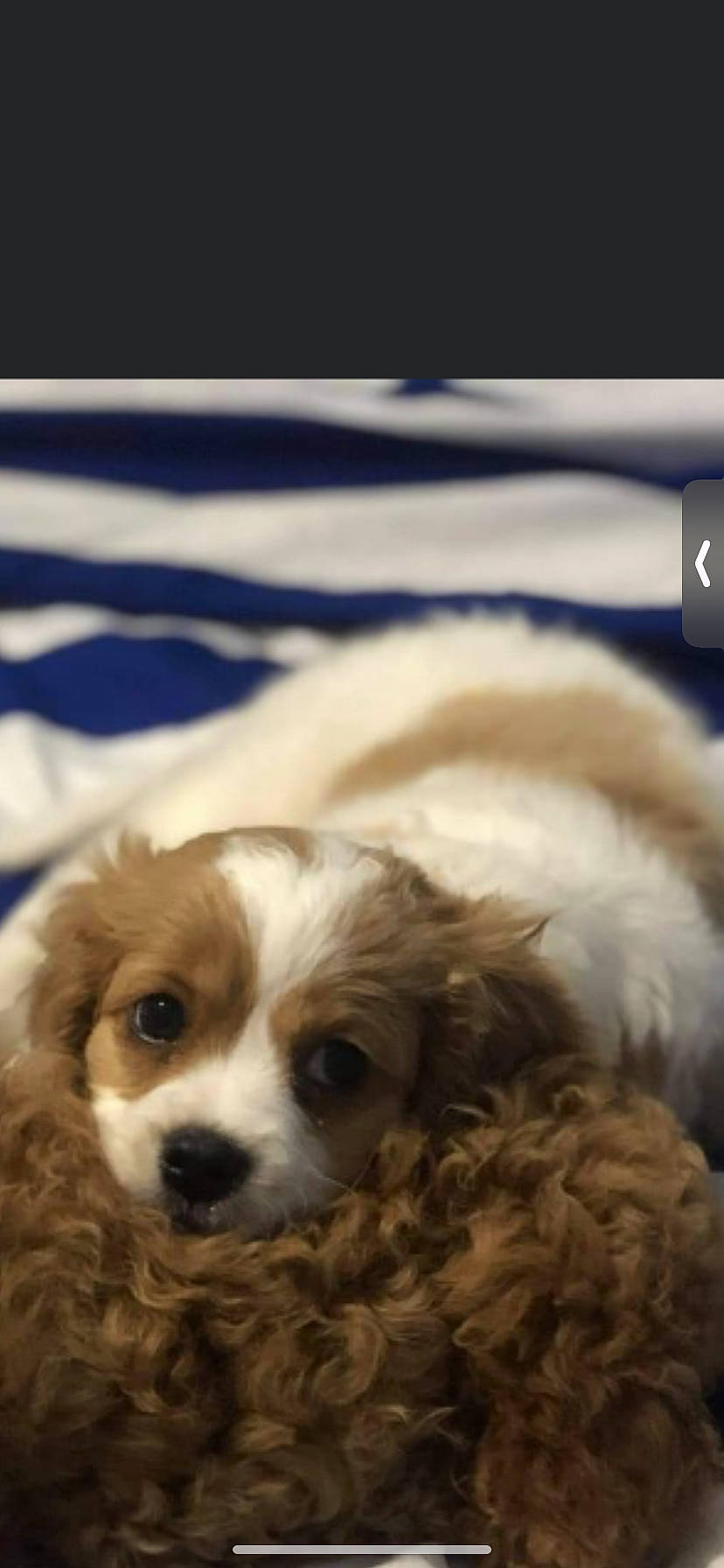 Chole is registered to the contest to win money with this photo: bored, canidae, carnivore, comfort, companion_dog, dog, dog_breed, fawn, fur, liver, mammal, puppy, snout, spaniel, sporting_group, terrestrial_animal, toy_dog, vertebrate, whiskers, working_animal