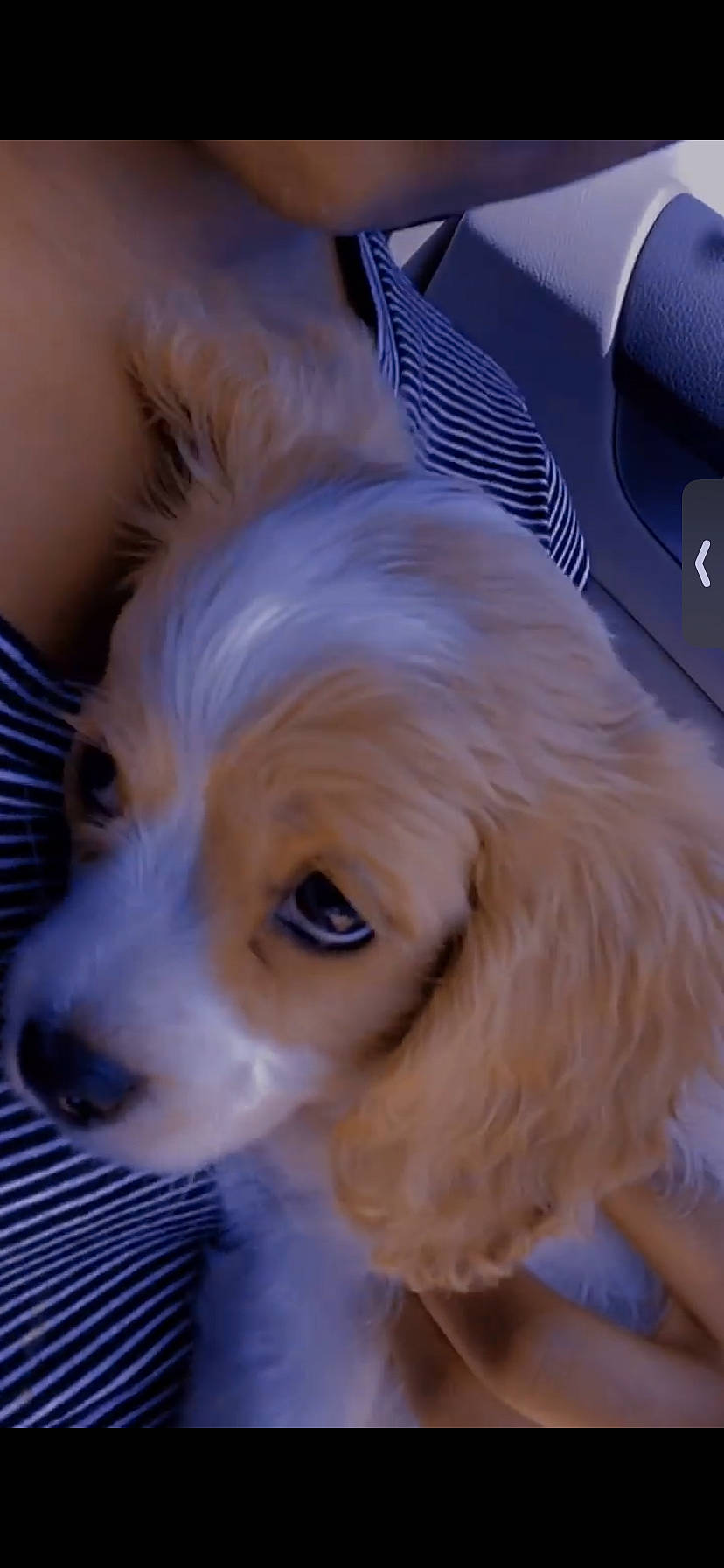 Chole is registered to the contest to win money with this photo: bangs, canidae, carnivore, companion_dog, dog, dog_breed, ear, fawn, fur, liver, puppy, snout, sporting_group, terrestrial_animal, toy, toy_dog, whiskers, wood, working_animal