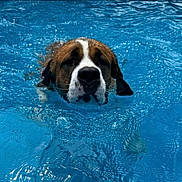 Penelope joined the competition — help win amazing prizes! activity, animal, blue, canine, closeup, dog, face, focused, fur, head, leisure, outdoor, pet, pool, ripples, splash, summer, swimming, water, wet