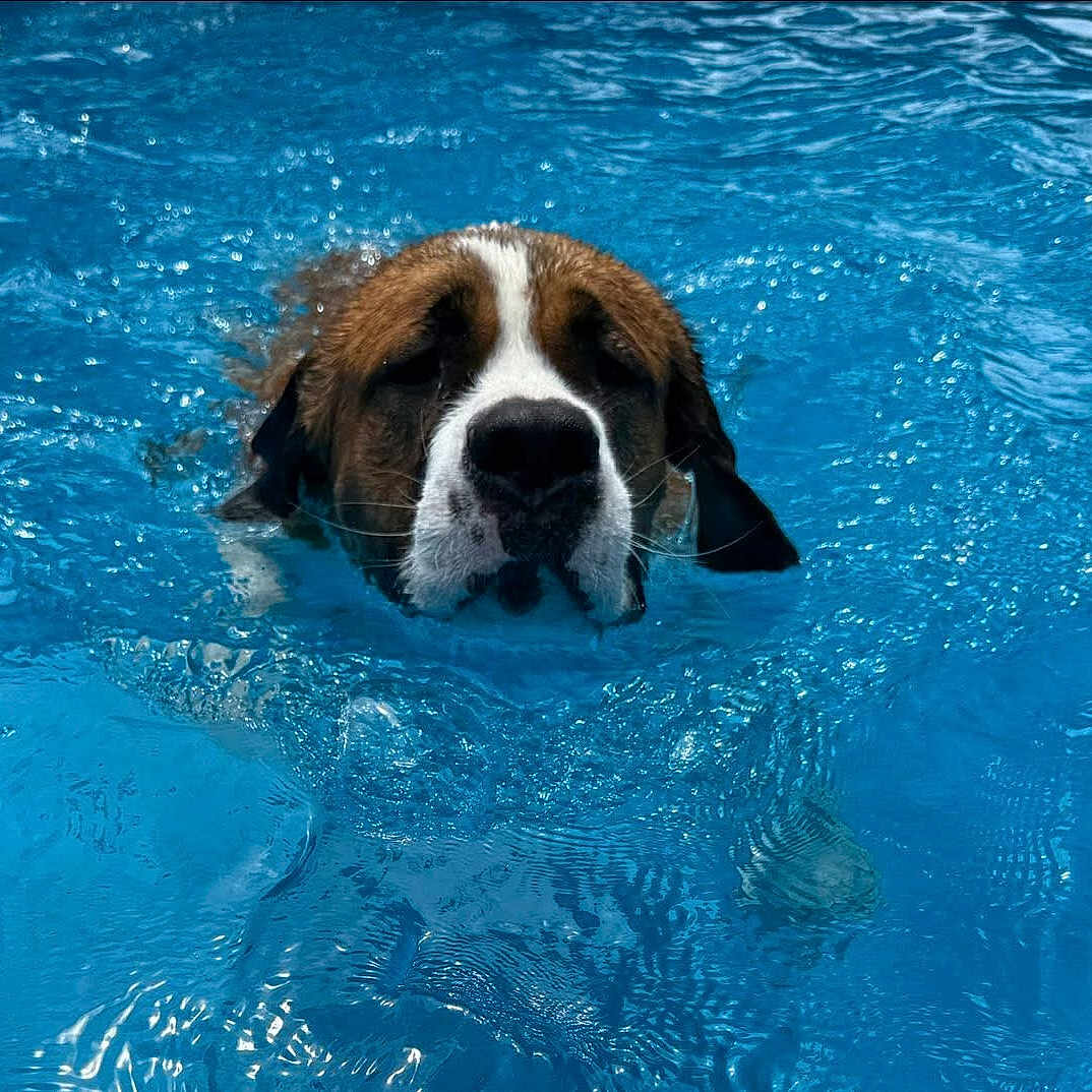 Penelope joined the competition — help win amazing prizes! activity, animal, blue, canine, closeup, dog, face, focused, fur, head, leisure, outdoor, pet, pool, ripples, splash, summer, swimming, water, wet