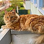 Nem a rejoint le concours — aidez-le/la à gagner de superbes lots ! cat, orange_cat, fluffy, animal, pet, balcony, railing, outdoor, fur, green_eyes, relaxed, lying_down, looking, domestic_cat, nature, daylight, closeup, mammal, whiskers, tail