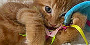 Nem participe au concours pour gagner de l'argent avec cette photo : kitten, cat, ginger_cat, playful, ribbons, toy, soft_blanket, cozy, furry, cute, pet, indoor, close_up, whiskers, paws, relaxed, young_cat, adorable, sleepy, feline