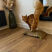 Nem participe au concours pour gagner de l'argent avec cette photo : cat, orange_cat, fluffy_tail, cardboard_scratch_pad, wooden_floor, mirror, green_vase, dried_pampas_grass, indoor, pet, curious, feline, reflection, home_decor, domestic_animal, playful, fur, whiskers, tail, floor