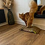 cat, orange_cat, fluffy_tail, cardboard_scratch_pad, wooden_floor, mirror, green_vase, dried_pampas_grass, indoor, pet, curious, feline, reflection, home_decor, domestic_animal, playful, fur, whiskers, tail, floor