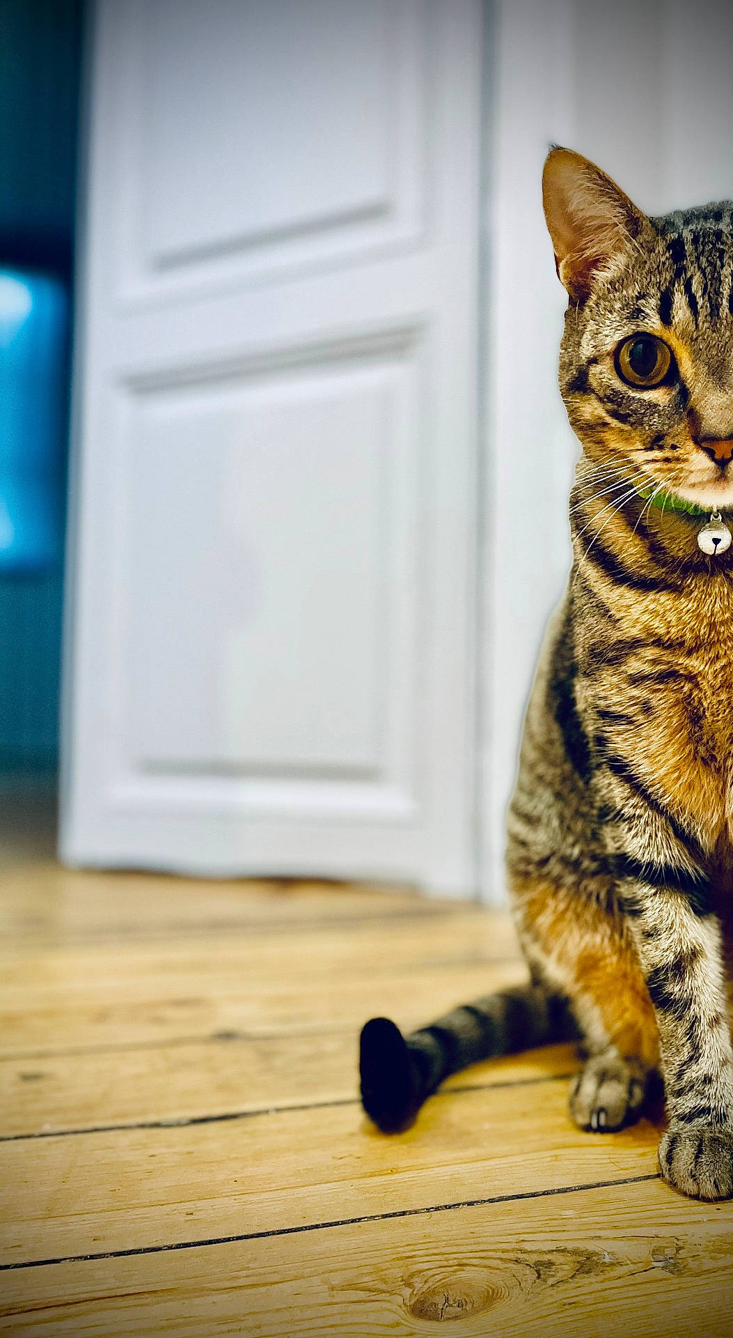 Pepitow a rejoint le concours — aidez-le/la à gagner de superbes lots ! animal, brown, cat, collar, curious, domestic, door, ears, eyes, feline, half_visible, home, house, indoor, pet, sitting, striped, tabby, whiskers, wooden_floor