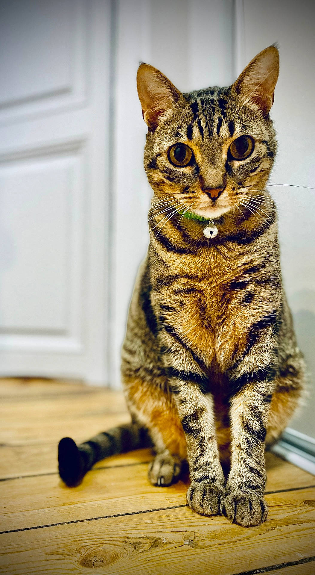 Pepitow participe au concours pour gagner de l'argent avec cette photo : animal, bell, cat, close_up, collar, curious, cute, domestic_cat, ears, eyes, feline, fur, house, indoor, pet, portrait, sitting, tabby, whiskers, wooden_floor
