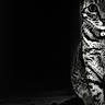 animal, bell, black_and_white, cat, close_up, collar, contrast, curious, fur, half_body, indoor, mysterious, peeking, pet, portrait, quiet, shadow, tabby, whiskers, wooden_floor