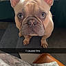 animal, brown, canine, closeup, companion, curious, cute, dog, domestic, ears, expression, face, french_bulldog, fur, indoor, looking_up, mischievous, pet, portrait, snout