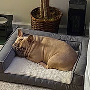 Malachi is registered to the contest to win money with this photo: dog, french_bulldog, pet_bed, indoor, carpet, plant, basket, heater, relaxed, side_eye, cozy, canine, fur, cute, animal, domestic, resting, home, floor, furniture