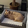 animal, basket, canine, carpet, cozy, cute, dog, domestic, floor, french_bulldog, fur, furniture, heater, home, indoor, pet_bed, plant, relaxed, resting, side_eye