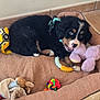 puppy, bernese_mountain_dog, dog_bed, plush_toy, rubber_toy, floor_tile, indoor, black_fur, brown_fur, white_fur, playful, pet, animal, cute, young_dog, canine, resting, toy, collar, chewing