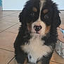 bernese_mountain_dog, puppy, dog, indoor, tiled_floor, pet_bed, black_fur, white_fur, brown_fur, cute, animal, sitting, young, fur, whiskers, looking_at_camera, domestic_animal, floor, home, pet