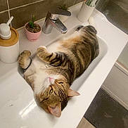 Lesha participe au concours pour gagner de l'argent avec cette photo : cat, tabby_cat, sink, bathroom, toothbrush, soap_dispenser, potted_plant, tile_wall, domestic, relaxed, pet, fur, cute, indoor, household, white_sink, gray_tile, floor_mat, curious, tabby_pattern