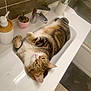 cat, tabby_cat, sink, bathroom, toothbrush, soap_dispenser, potted_plant, tile_wall, domestic, relaxed, pet, fur, cute, indoor, household, white_sink, gray_tile, floor_mat, curious, tabby_pattern
