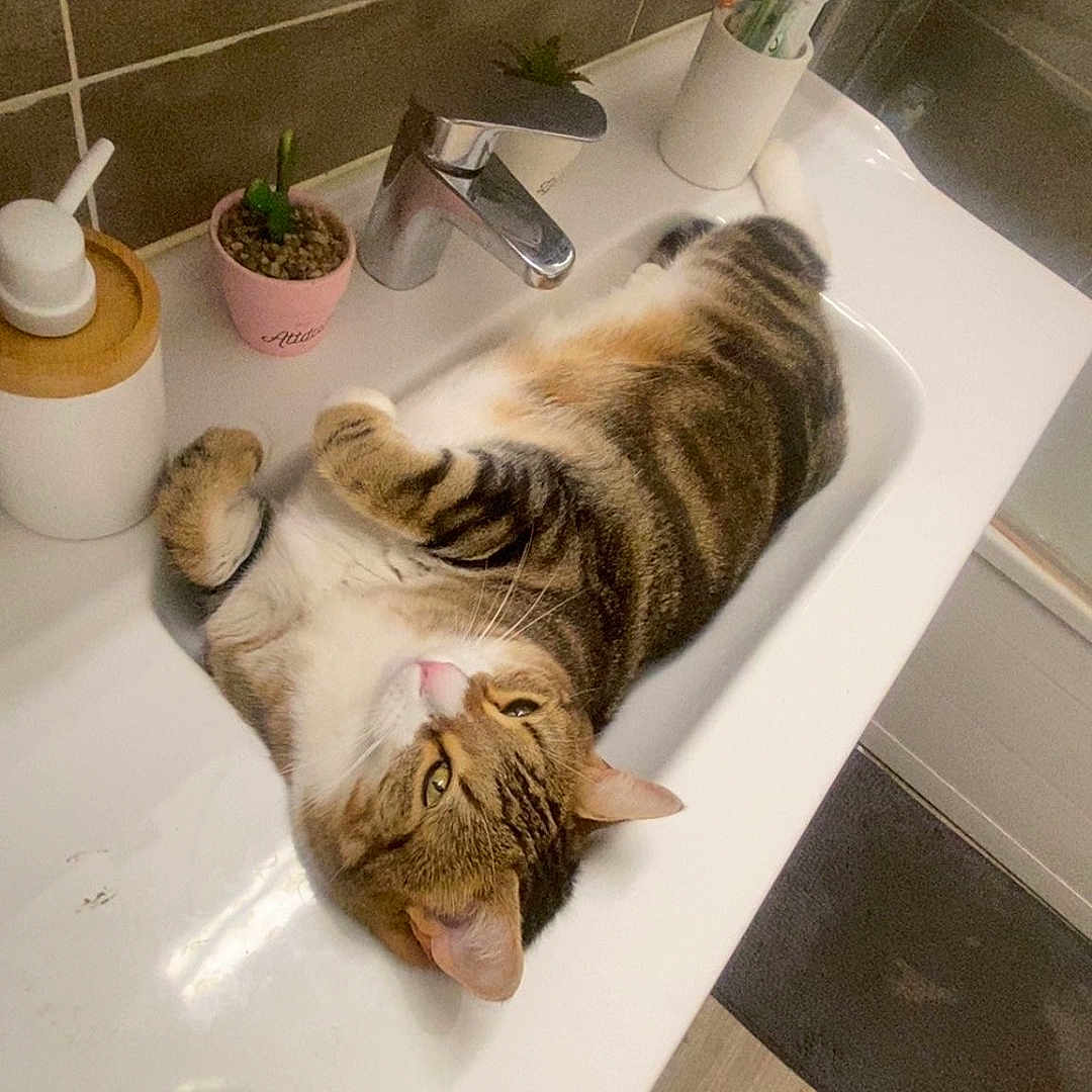 Lesha participe au concours pour gagner de l'argent avec cette photo : bathroom, cat, curious, cute, domestic, floor_mat, fur, gray_tile, household, indoor, pet, potted_plant, relaxed, sink, soap_dispenser, tabby_cat, tabby_pattern, tile_wall, toothbrush, white_sink