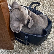 Udji participe au concours pour gagner de l'argent avec cette photo : puppy, dog, sleeping, bag, handbag, black, gray, fur, cute, cozy, resting, table, floor, outdoor, pet, small, curled_up, nap, domestic_animal, leisure