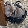 puppy, dog, sleeping, bag, handbag, black, gray, fur, cute, cozy, resting, table, floor, outdoor, pet, small, curled_up, nap, domestic_animal, leisure