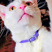 Snow Allen joined the competition — help win amazing prizes! animal, cat, close_up, closeup, curious, cute, domestic_cat, ears, face, feline, fur, indoor, looking_up, pet, pink_nose, portrait, purple_collar, whiskers, white_cat, yellow_eyes