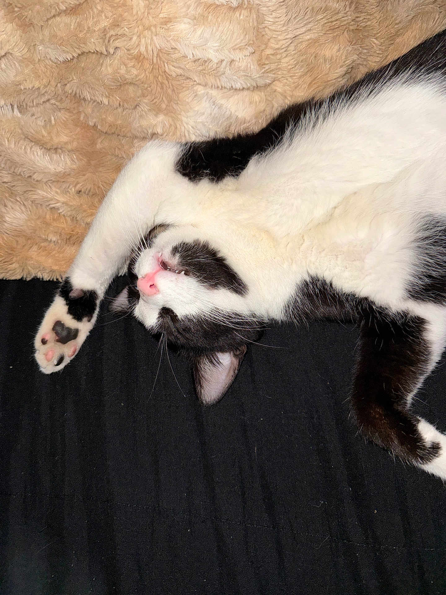 Whiskers joined the competition — help win amazing prizes! cat, black_and_white, sleeping, relaxed, paw, pink_nose, whiskers, fluffy_blanket, feline, resting, indoor, cute, pet, animal, fur, cozy, soft_texture, lying_down, domestic_cat, black_background