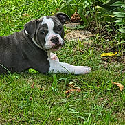 Arrow participe au concours pour gagner de l'argent avec cette photo : animal, canine, cute, dog, ear, eyes, fur, garden, grass, greenery, leaf, nature, outdoor, pet, plant, puppy, resting, snout, summer, young