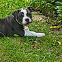 animal, canine, cute, dog, ear, eyes, fur, garden, grass, greenery, leaf, nature, outdoor, pet, plant, puppy, resting, snout, summer, young