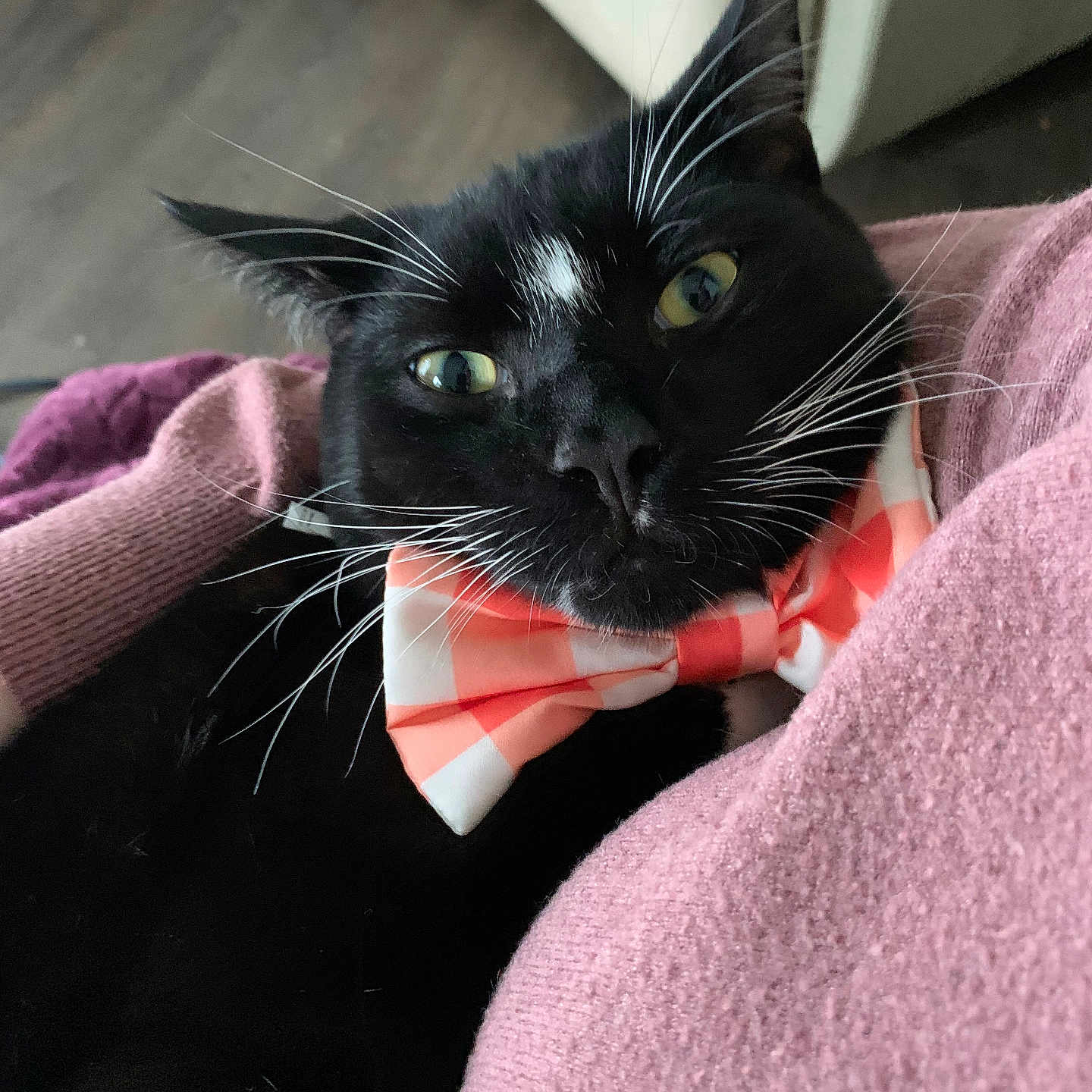 Mr.chamousky is registered to the contest to win money with this photo: abyssinian, accessories, animal, architecture, blackcat, blanket, bowtie, cat, chair, couch, cushion, formalwear, furniture, homedecor, indoors, kitten, linen, manx, pet, tie