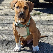 Scrappy joined the competition — help win amazing prizes! puppy, dog, brown_coat, white_paws, harness, outdoor, sunlight, gravel, sitting, pet, canine, animal, young_dog, cute, attention, shadow, vehicle_tire, collar, chain, alert