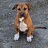 puppy, dog, brown, white, sitting, outdoor, gravel, ears, collar, leash, pet, canine, young, animal, cute, fur, portrait, looking, ground, adorable