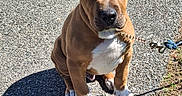 Scrappy joined the competition — help win amazing prizes! animal, brown, chain, chair, cute, dog, ears, fence, grass, gravel, leash, outdoor, paws, pet, puppy, shadow, sitting, sunlight, white, young