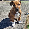 puppy, dog, brown, white, leash, chain, outdoor, gravel, sunlight, sitting, pet, cute, animal, young, ears, paws, shadow, fence, grass, chair