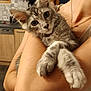 animal, arms, cat, closeup, countertop, cute, domestic, ears, eyes, fur, gray_tabby, holding, home, indoor, kitchen, kitten, person, pet, whiskers, wooden_cabinet