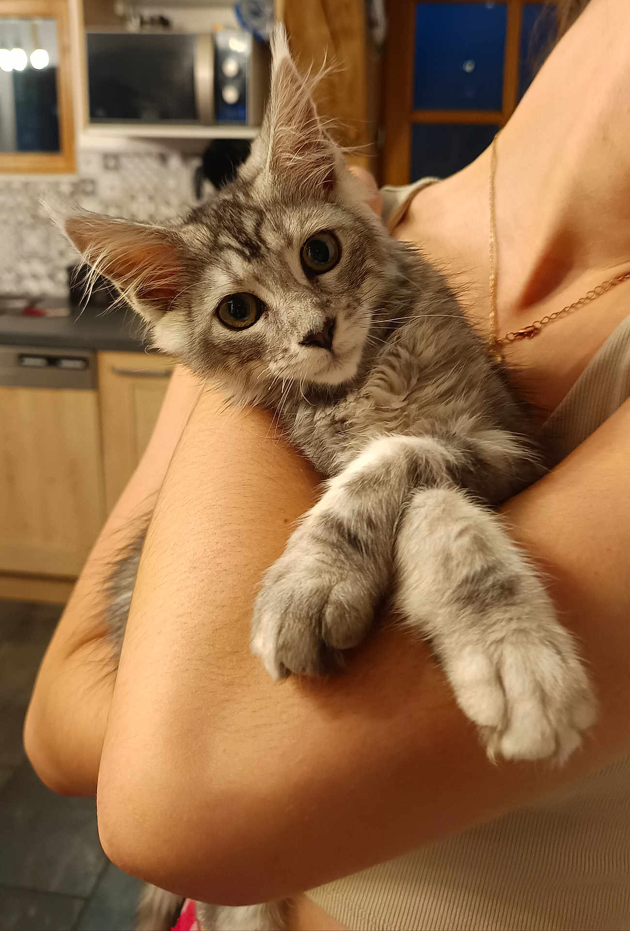 Appy a rejoint le concours — aidez-le/la à gagner de superbes lots ! animal, arms, cat, closeup, countertop, cute, domestic, ears, eyes, fur, gray_tabby, holding, home, indoor, kitchen, kitten, person, pet, whiskers, wooden_cabinet