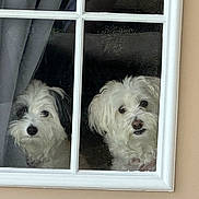 Sissy joined the competition — help win amazing prizes! companionship, curtain, cute, dogs, faces, fluffy, glass, home, indoors, long_hair, looking_at_camera, outdoors, pets, portrait, small_dogs, two_dogs, watching, white_fur, window, window_frame