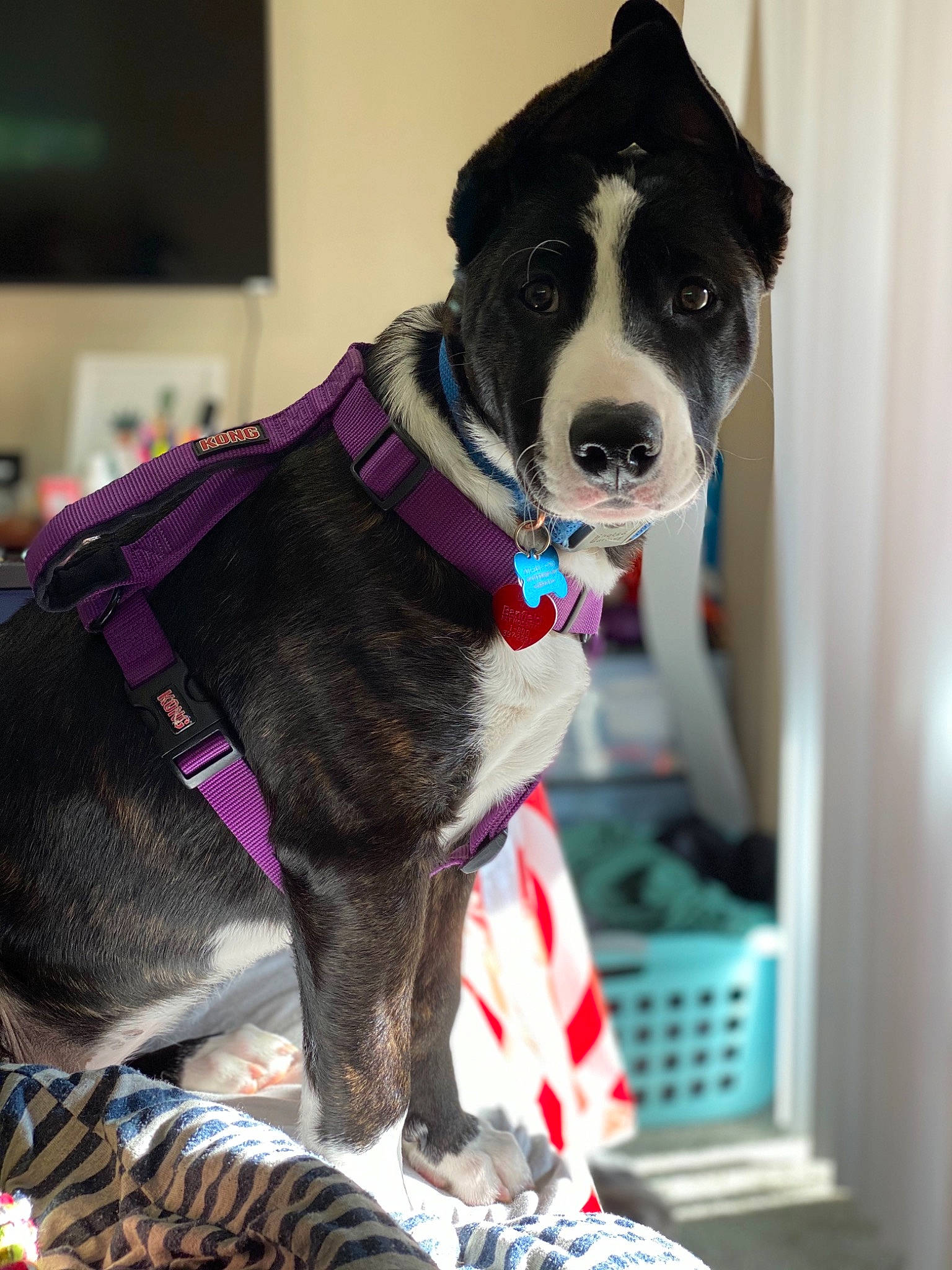 Pancakes is registered to the contest to win money with this photo: canidae, carnivore, collar, companion_dog, dog, dog_breed, dog_clothes, dog_collar, dog_supply, fur, leash, pattern, pet_supply, snout, sporting_group, vertebrate, whiskers, working_animal, working_dog