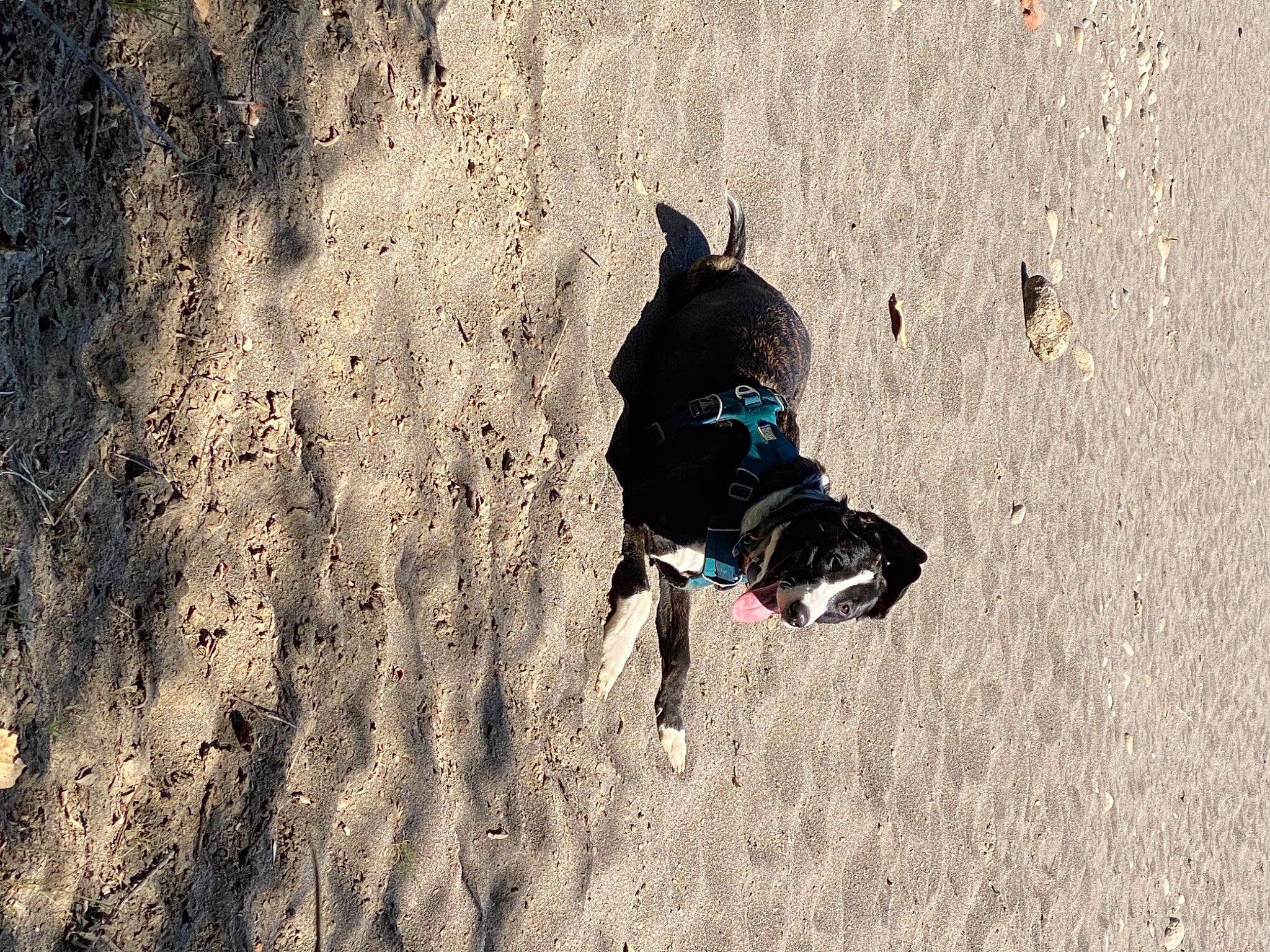 Pancakes is registered to the contest to win money with this photo: beach, canidae, carnivore, collar, companion_dog, dog, dog_breed, dog_clothes, dog_collar, dog_supply, leash, non_sporting_group, pet_supply, sand, shadow, sporting_group, tail, working_animal, working_dog