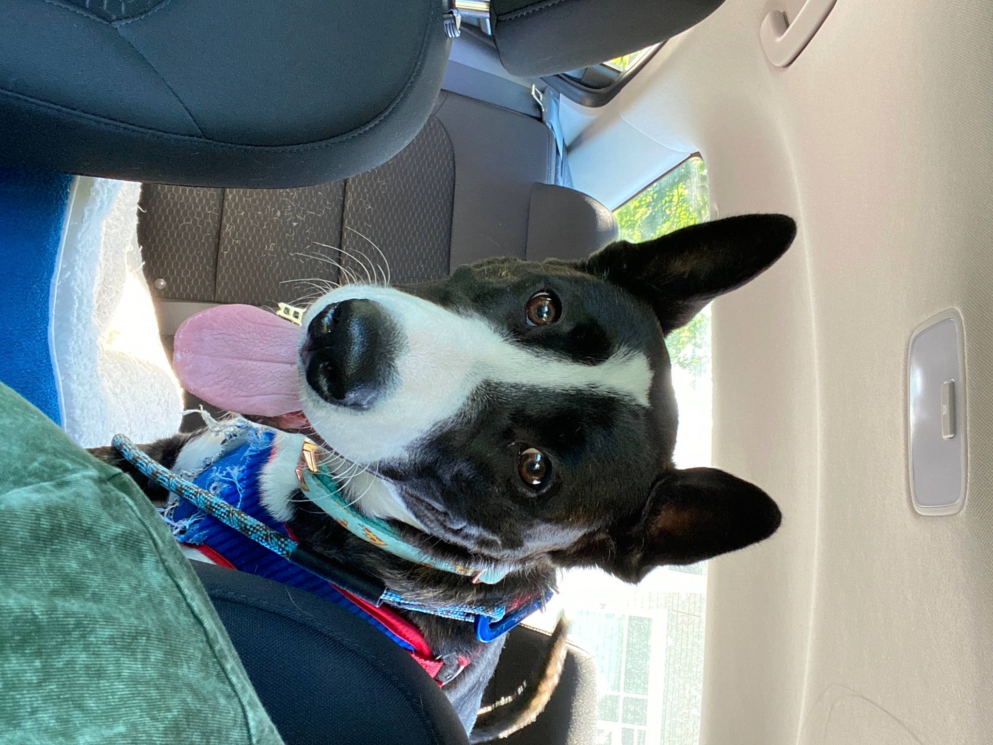 Pancakes is registered to the contest to win money with this photo: canidae, car_seat, car_seat_cover, carnivore, collar, companion_dog, dog, dog_breed, dog_collar, dog_supply, head_restraint, leash, mammal, pet_supply, snout, sporting_group, vehicle_door, whiskers, working_animal, working_dog